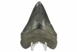 Serrated, Fossil Megalodon Tooth - Glossy Enamel #129117-2